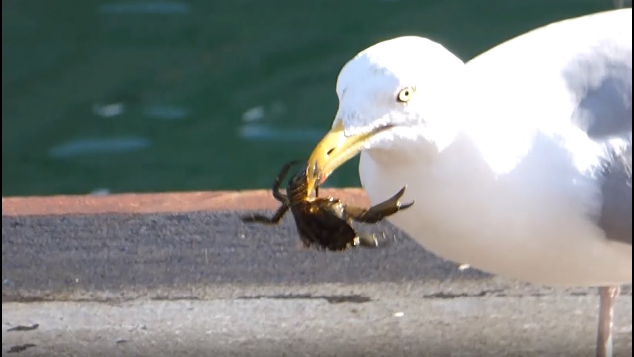 Herring Gull Eats A Crab YouTube