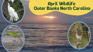 Amazing Wildlife of the Outer Banks of North Carolina