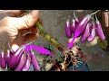 How to grow Eggplant from cutting 100% | simple easy work