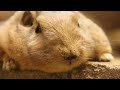 グンディ Long ver. ( 埼玉県こども動物自然公園 2023.01 )