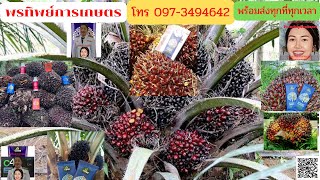 รีวิววิธีฉีดสารเพิ่มประสิทธิภาพโฟร์ทรี(4Tree)และอะมิโนเรด(Amino Red)สวนปาล์มลดปุ๋ย-ต้นทุนเพิ่มผลผลิต Update