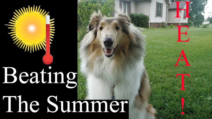 How to Keep your dog SAFE in Summer Heat