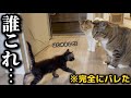 【バレた】隔離中の子猫の存在がついに全員にバレてしまいました…