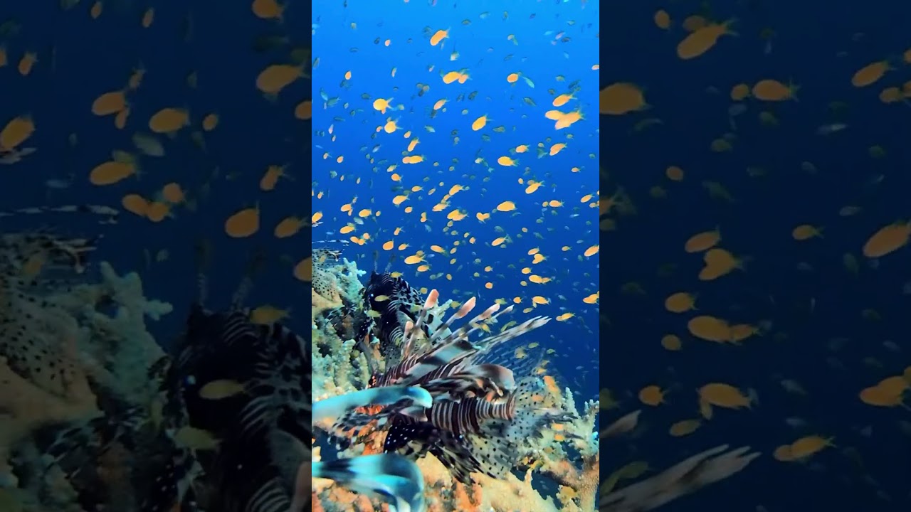 5 Easy Ways to Help Marine Life (Without Leaving Land)