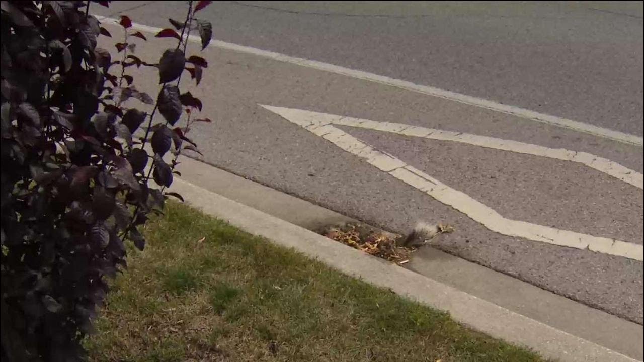 Etobicoke residents plagued by stinky roadkill
