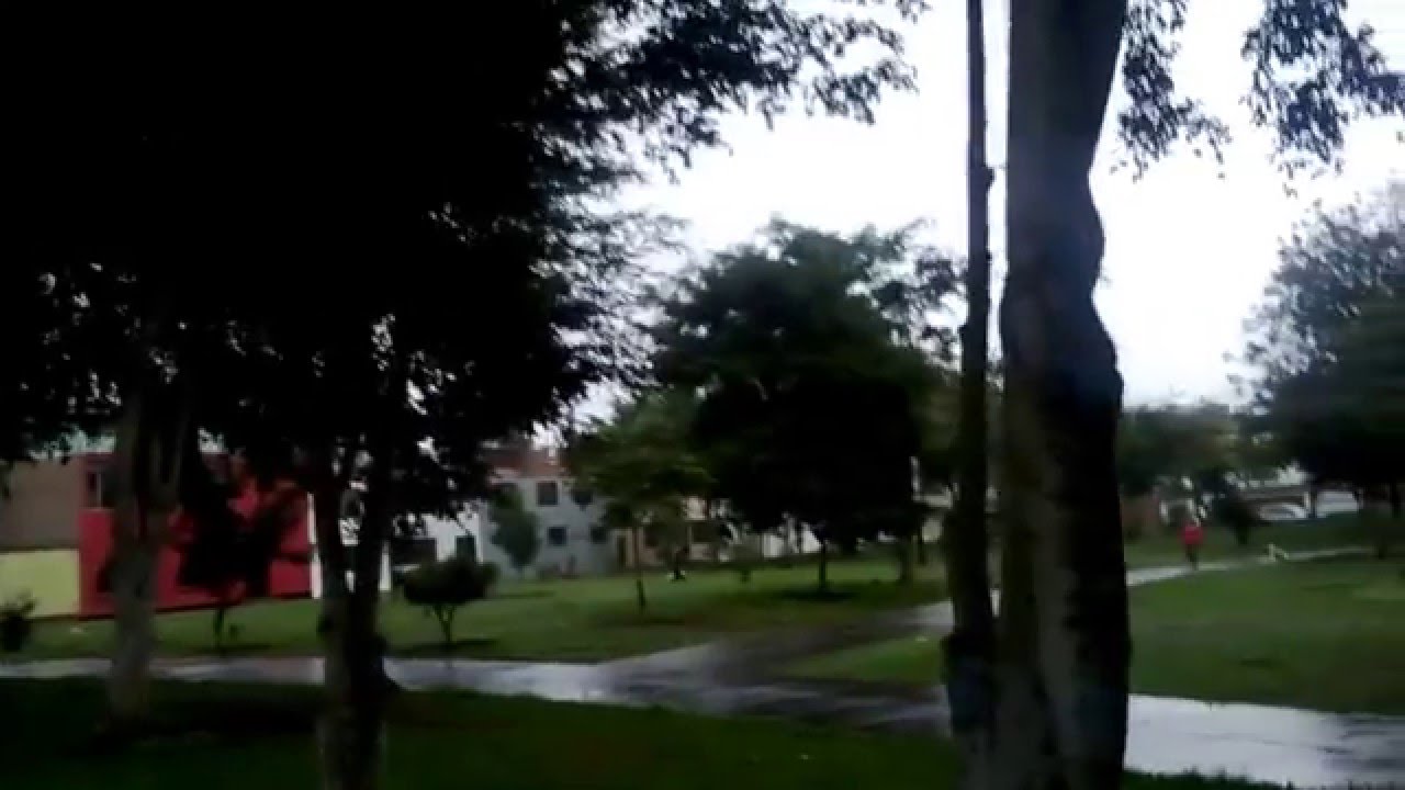 Sonido canto de las aves al atardecer