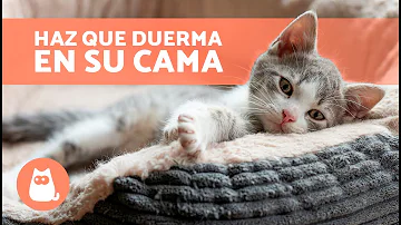 ¿Está bien que el gatito duerma solo?