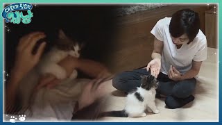 Dear My Human 고양이의 알 수 없 는 공격본능?! '문제는 이소연의 손!' 171213 EP.13