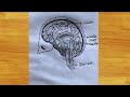 Human Brain Structure Explained | Brain Diagram Drawing Step by Step | Easy Science Drawing