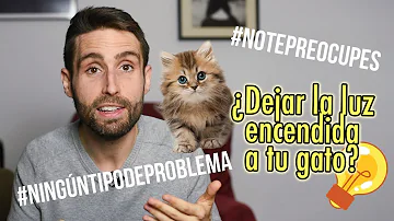 ¿Debe dejar una luz encendida para su gato?