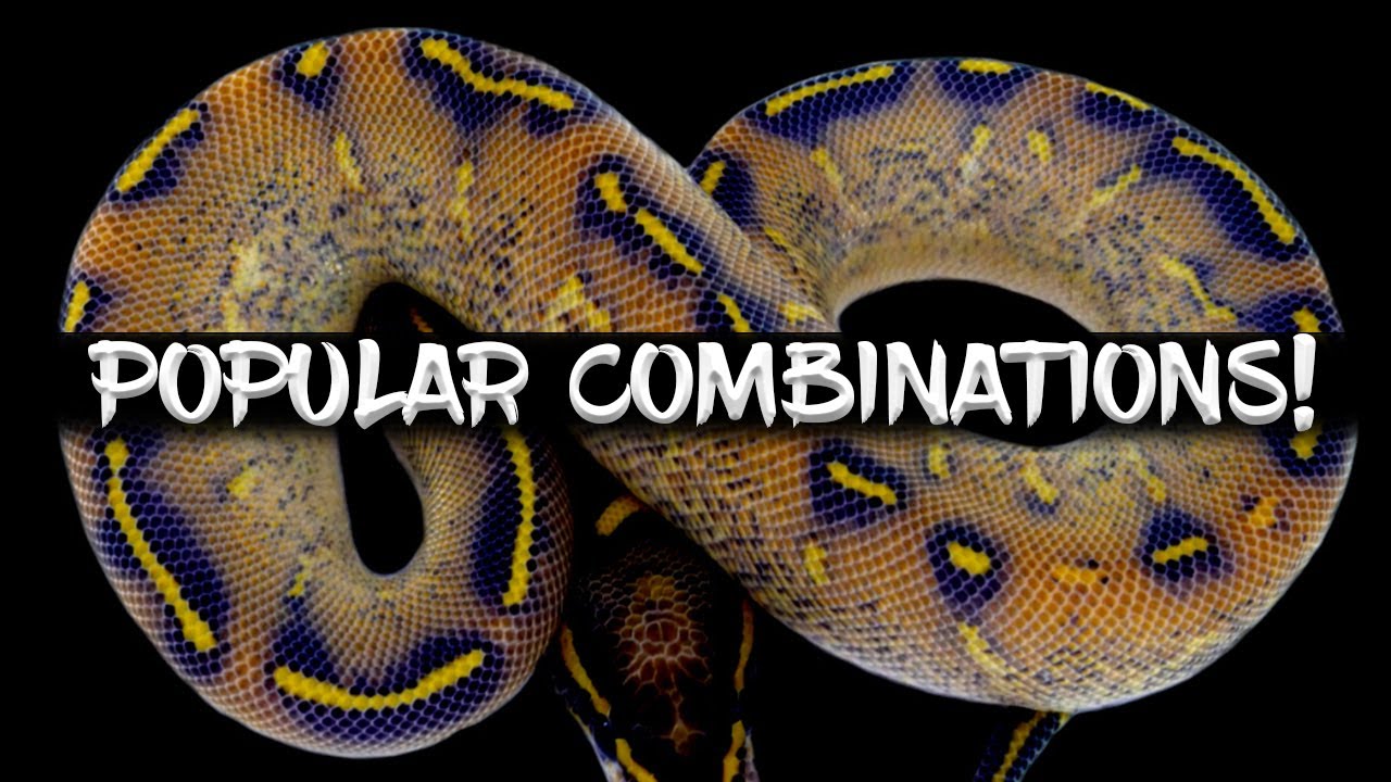The 10 Most Popular Ball Python Combinations! - YouTube