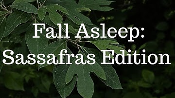 🌳 Fall Asleep to the Soothing Science of the Sassafras Tree | Nature Facts to Calm Your Mind