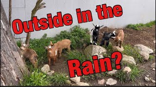 Nestor and the kids play in the rain! #subscribe