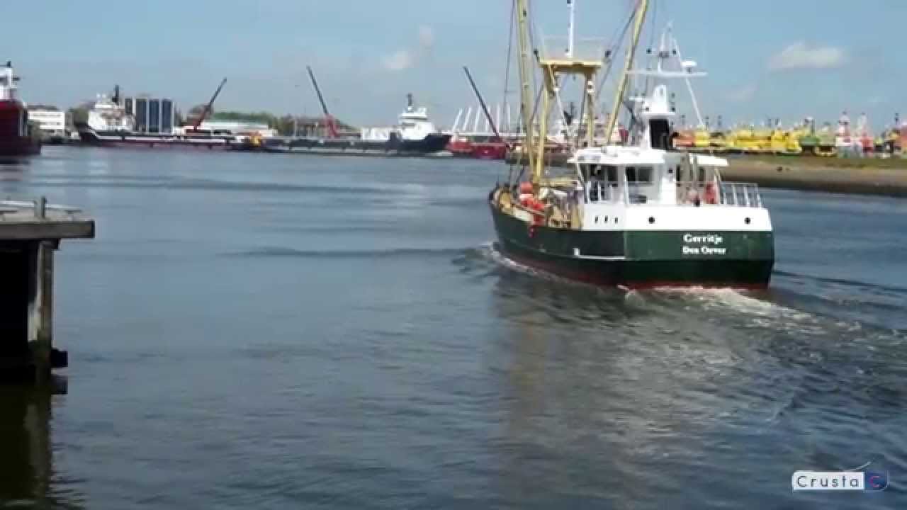 Vidéo Crevettes Grises