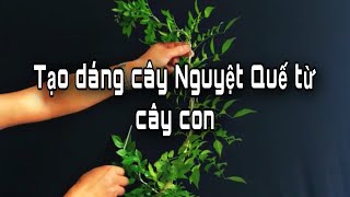 Top 10 cách làm bonsai nguyệt quế mới nhất năm 2022