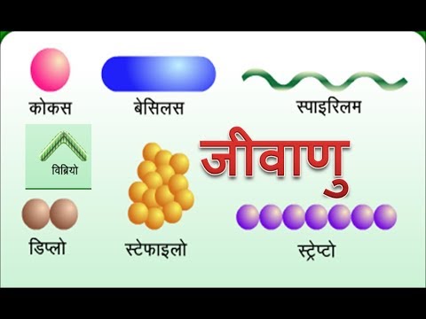 वीडियो: सिनुबेल (9 तस्वीरें): यह क्या है? प्लानर काटने का कोण, इसकी संरचना और विशेषताएं