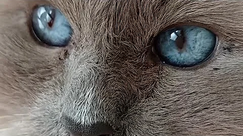 Watch the video about Lilac Point Ragdoll Cat