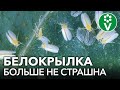 ПРОЩАЙ, БЕЛОКРЫЛКА! Избавляемся от белокрылки в теплице осенью проверенными средствами