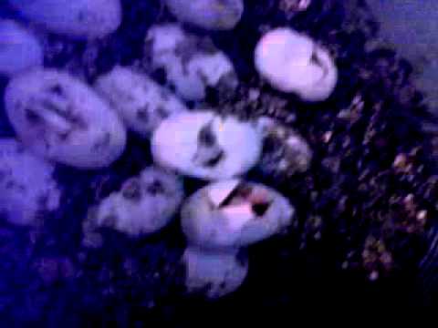 camera iphone 8 plus apk Corn snakes pipping out the eggs at RHR HQ