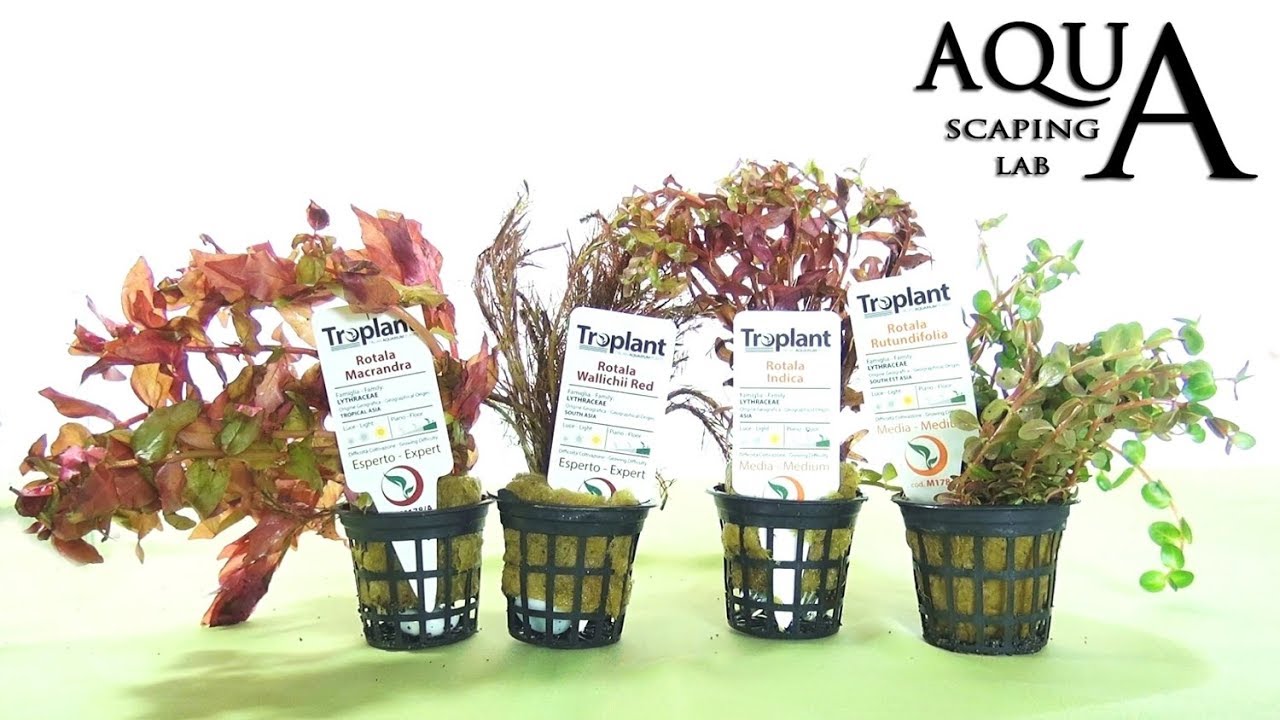 aquascaping lab rotala aquatic