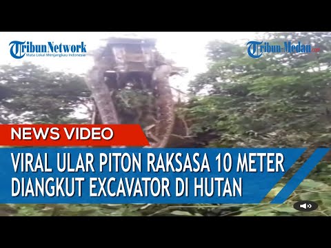 Viral! Penampakan Ular Piton Raksasa 10 Meter Diangkat Excavator di Tengah Hutan Gemparkan Warga