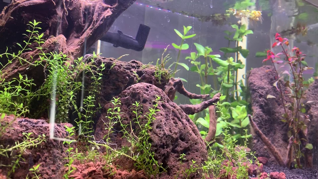 Waterbox 10 Aquascaping YouTube