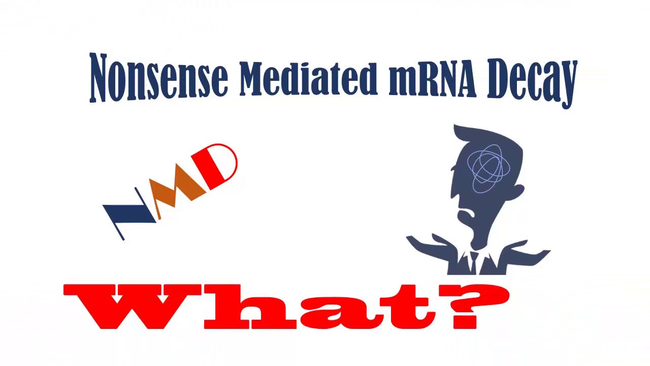 Nonsense Mediated mRNA decay (NMD) 1st Part - YouTube