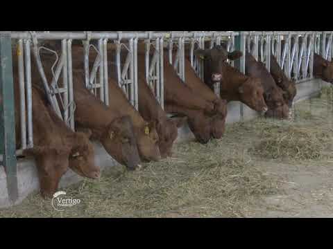 Video: Rase krava: opis, karakteristike, karakteristike