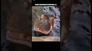 More Smashing Pumpkins