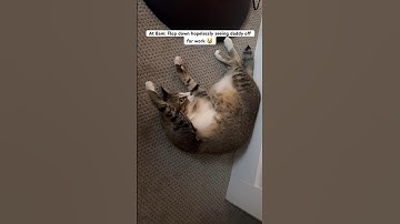 Daily routine of lazy kitty 😻 Funny cat video #funnycatvideos #cat #funny #viral