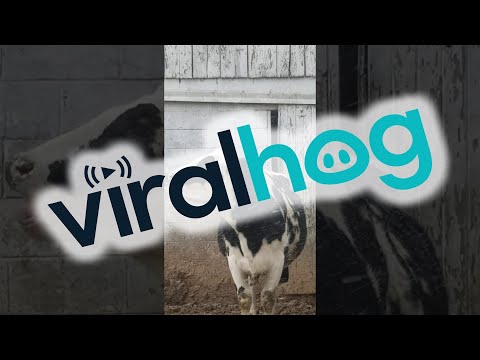 Cow Tries to Catch Snowflakes on Its Tongue || ViralHog