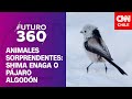Animales sorprendentes: Shima Enaga | Futuro 360