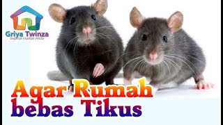 16 Cara Mengusir Tikus Di Rumah Secara Alami Dan Cepat