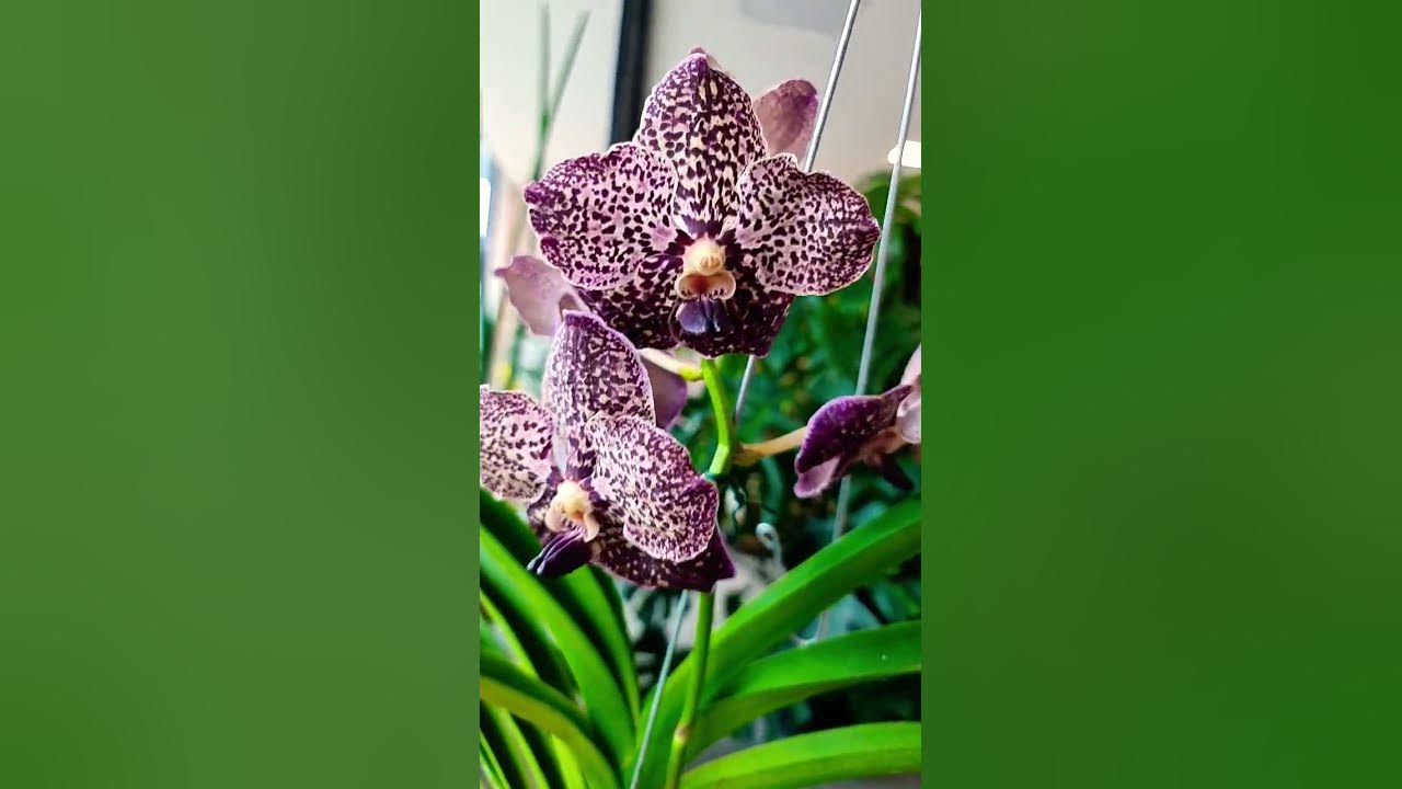 Linda Orquídea vanda #floriculturafilippi #joinville #orquideavanda  #sentimento #joiasdanatureza - thptnganamst.edu.vn
