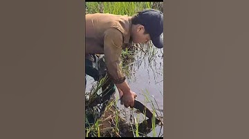 Bắt Cá Trê Trắng Khủng Ruộng Gốc Rạ Cạng Nước #shorts #bắtcátrêtrắngruộng #cátrêtrắng