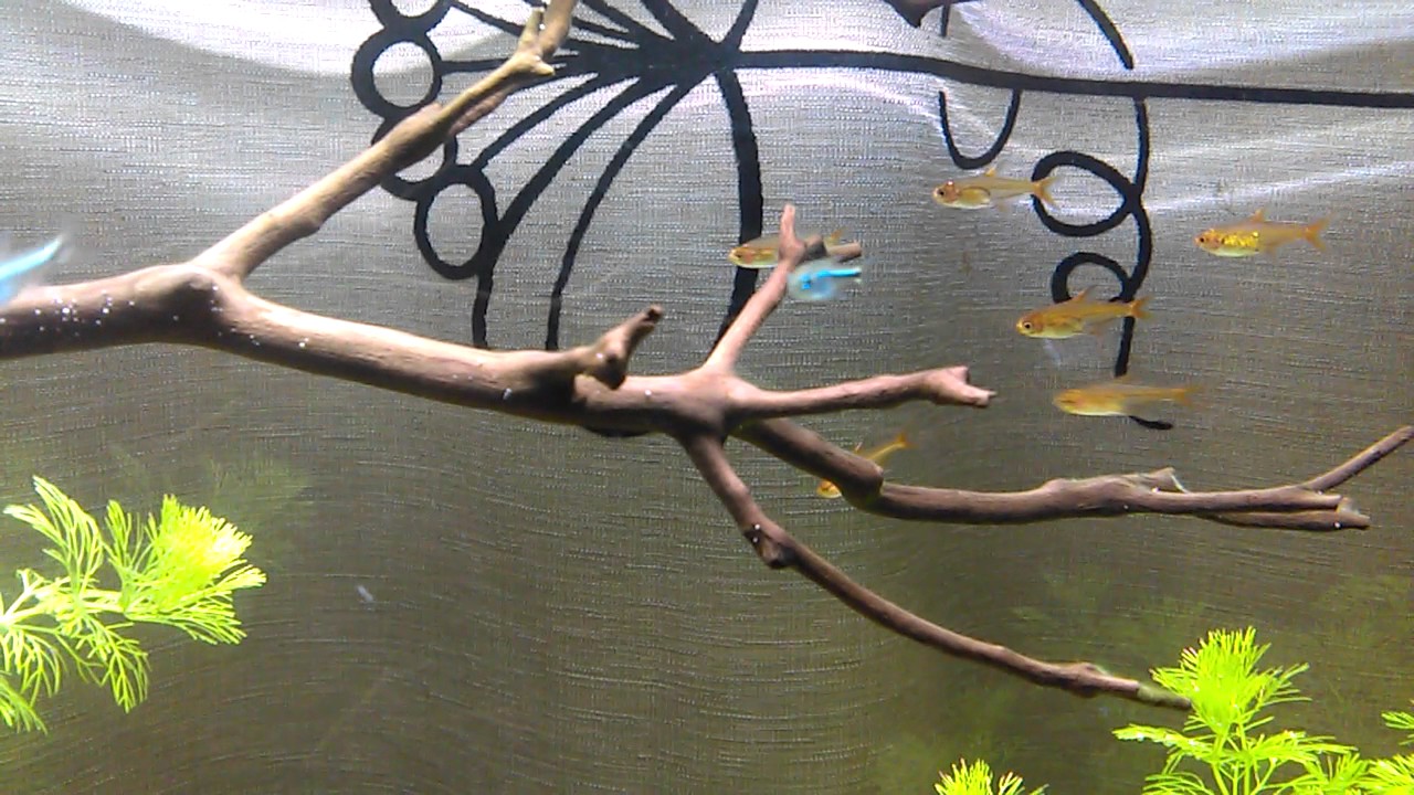 Unidentified blue tetras - Possibly Hemigrammus rodwayi / armstrongi