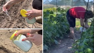 видео: Жаль что я раньше не знала такой Способ Посева Огурцов картинка: Жаль что я раньше не знала такой Способ Посева Огурцов