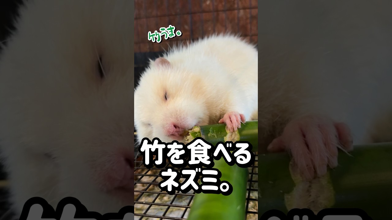 ハムスター① A Chinese Bamboo Rat has arrived at our shop. #shorts #shortvideo