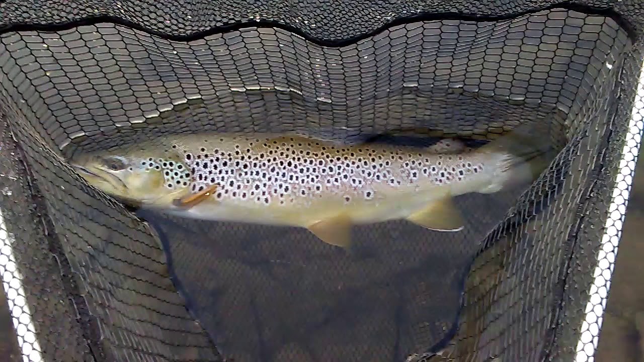 Beautiful Brown Trout in Auburn California YouTube