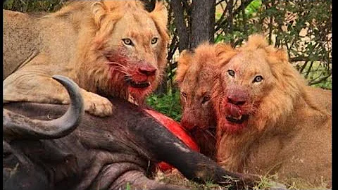 Watch the video about Top Big Cat **** buffalo | Brutal lion Hunting moments | Serengeti National Park