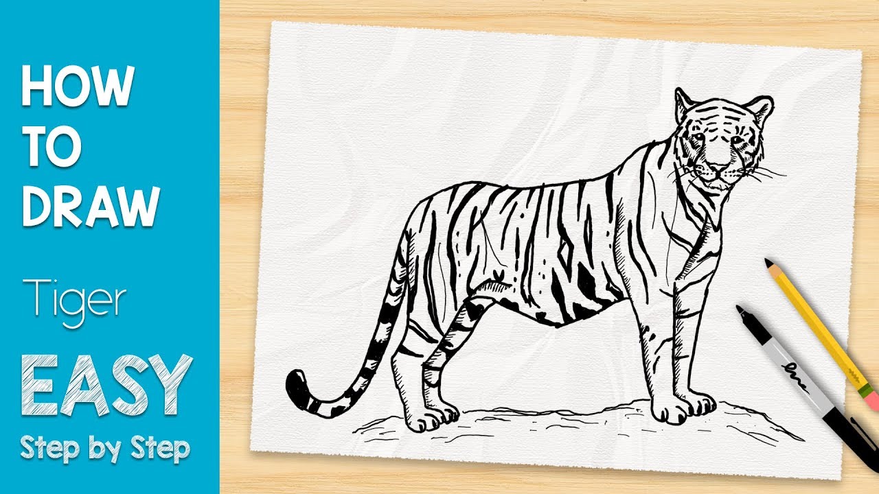 How To Draw A Bengal Tiger, Draw Tigers, Step by Step, Drawing Guide, by  MichaelY - DragoArt