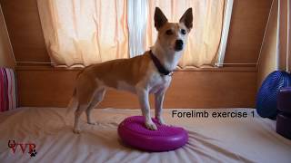 VVPhysio Canine Forelimb Balance Exercise 1