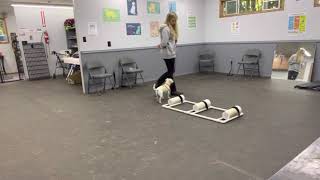 Pico: Instinct Practice by Sidekick Dog Training 22 views 2 years ago 45 seconds