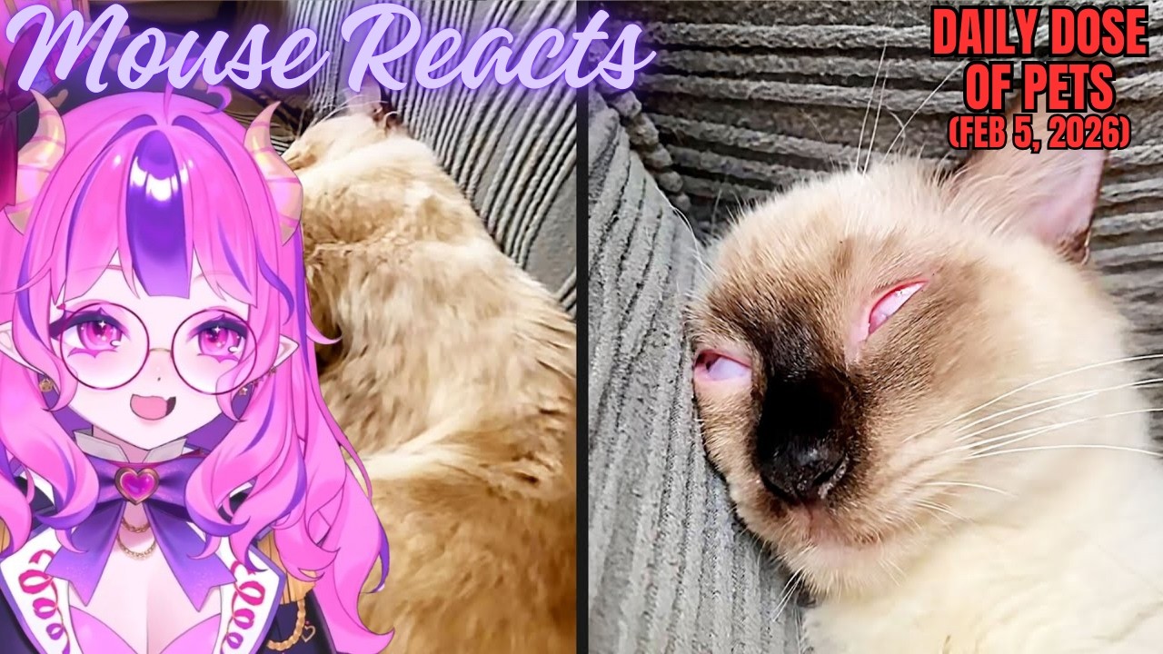 Mouse Reacts to Daily Dose of Pets: Don't Watch This at Night (Feb 5, 2026)