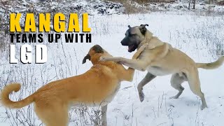 Kangal and LGD Team Up  | Turkish Kangal Dog | Ash The Kangal by Ash The Kangal 1,487 views 1 year ago 6 minutes, 59 seconds