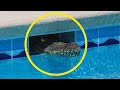 10 Times Wild Animals Invade Swimming Pool