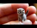 Videos De Risa de Animales 2023 - Los Mejores Videos de Gatos Graciosos #8 - Cмешные Bидео Kоты