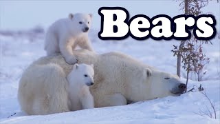 Bears - Animal of the Day | Educational Animal Videos for Kids, Toddlers and Preschool