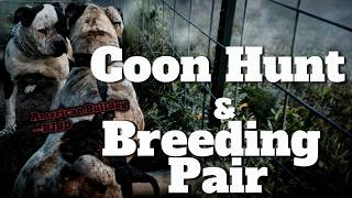 Coon Hunt and Breeding Pair - American Bulldog-BJBD