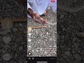 و خدوم برشود صايد حنش 